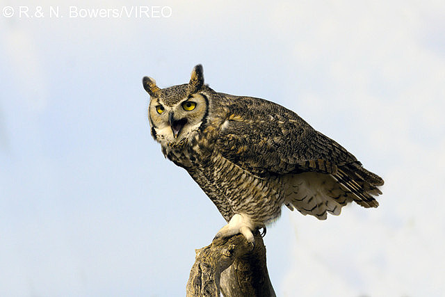 Great Horned Owl